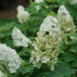Gatsby Glow Ball™ Oakleaf Hydrangea -Greatgardenplants GatsbyGlowBall OakleafHydrangea 4