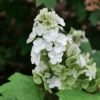 Gatsby Glow Ball™ Oakleaf Hydrangea -Greatgardenplants GatsbyGlowBall OakleafHydrangea 5