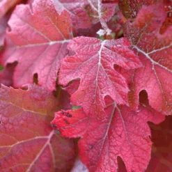Gatsby Glow Ball™ Oakleaf Hydrangea -Greatgardenplants Gatsby Glow Ball Oakleaf Hydrangea