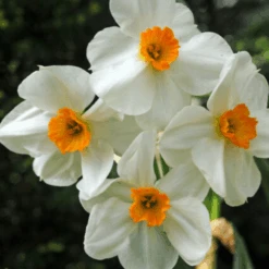 'Geranium' Tazetta Daffodil (Narcissus) -Greatgardenplants Geranium TazettaDaffodil Narcissus