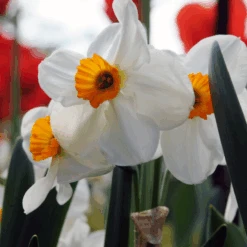 'Geranium' Tazetta Daffodil (Narcissus) -Greatgardenplants Geranium TazettaDaffodil Narcissus 4