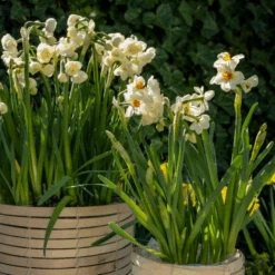 'Geranium' Tazetta Daffodil (Narcissus) -Greatgardenplants Geranium TazettaDaffodil Narcissus 5