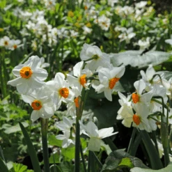 'Geranium' Tazetta Daffodil (Narcissus) -Greatgardenplants Geranium TazettaDaffodil Narcissus 6