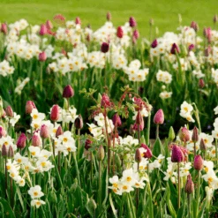 'Geranium' Tazetta Daffodil (Narcissus) -Greatgardenplants Geranium TazettaDaffodil Narcissus 7