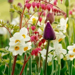 'Geranium' Tazetta Daffodil (Narcissus) -Greatgardenplants Geranium TazettaDaffodil Narcissus 8