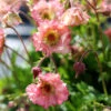 Pretticoats™ Peach Geum -Greatgardenplants Geum Pretticoats Peach 9