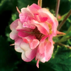 Tempo™ Rose Geum -Greatgardenplants Geum Tempo Rose 5