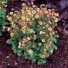 Tempo™ Yellow Geum -Greatgardenplants Geum Tempo Yellow 4