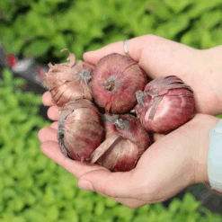 'Passos' Gladiolus -Greatgardenplants GladiolusBulbs 3