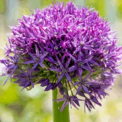 'Globemaster' Giant Allium -Greatgardenplants GlobemasterAllium 2