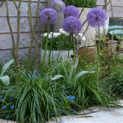 'Globemaster' Giant Allium -Greatgardenplants GlobemasterAllium 3
