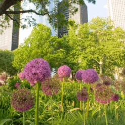 'Globemaster' Giant Allium -Greatgardenplants GlobemasterAllium 4