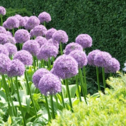 'Globemaster' Giant Allium -Greatgardenplants GlobemasterAllium 6