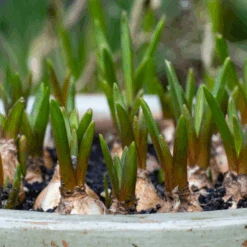 Grape Hyacinth (Muscari) -Greatgardenplants GrapeHyacinth