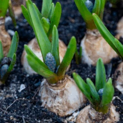 Grape Hyacinth (Muscari) -Greatgardenplants GrapeHyacinth 2