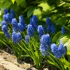 Grape Hyacinth (Muscari) -Greatgardenplants GrapeHyacinth 3