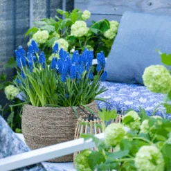 Grape Hyacinth (Muscari) -Greatgardenplants GrapeHyacinth 5