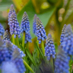 Grape Hyacinth (Muscari) -Greatgardenplants GrapeHyacinth 6