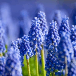 Grape Hyacinth (Muscari) -Greatgardenplants GrapeHyacinth 7