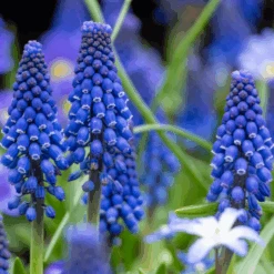Grape Hyacinth (Muscari) -Greatgardenplants GrapeHyacinth 9