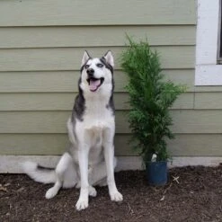 'Green Giant' Arborvitae/Thuja -Greatgardenplants Great garden plants green giant arborvitae 544ba6cb 2aa2 48b6 a69f f2045670184d sw