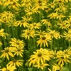 'Green Eyed Lady' Black-Eyed Susan (Rudbeckia) -Greatgardenplants Green Eyed Lady Black Eyed Susan Rudbeckia
