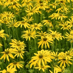 'Green Eyed Lady' Black-Eyed Susan (Rudbeckia)