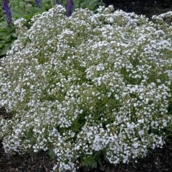 Festival Star® Baby's Breath 9 Festival Star® Baby's Breath -Greatgardenplants Gypsophila Festival Star 2 P sw