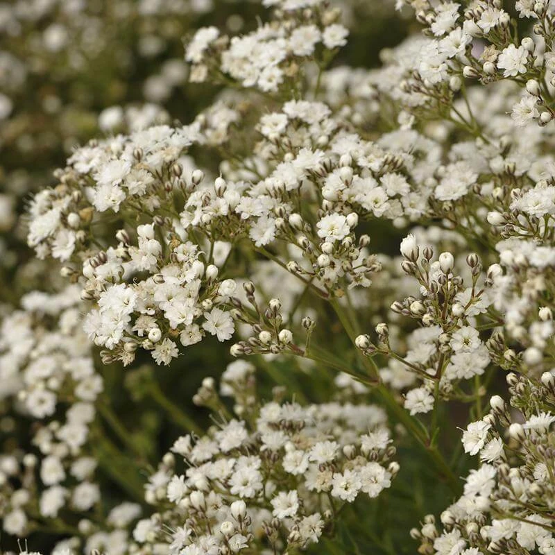 Festival Star® Baby's Breath 4 Festival Star® Baby's Breath - Image 2
