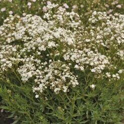 Festival Star® Baby's Breath 10 Festival Star® Baby's Breath -Greatgardenplants Gypsophila Festival Star 4 P sw