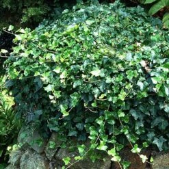 English Ivy