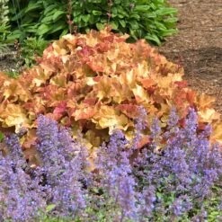 'Caramel' Coral Bells -Greatgardenplants HEUCA1Q 5 3