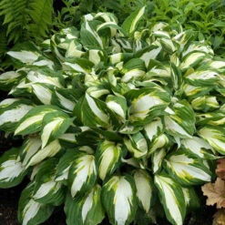 'Vulcan' Hosta -Greatgardenplants HOSVU1Q 1