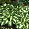 'Vulcan' Hosta -Greatgardenplants HOSVU1Q 2