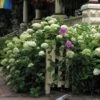 'Annabelle' Smooth Hydrangea -Greatgardenplants HYDAN2Q 1 9a5fb144 c34f 4283 a211 6b61b057d415 sw