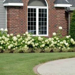 Greatgardenplants -Greatgardenplants HYDAN2Q 2 ade21708 6d65 4707 acfc 7ee81e4e2561 sw