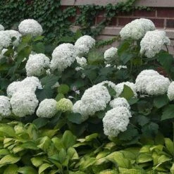 'Annabelle' Smooth Hydrangea -Greatgardenplants HYDAN2Q 3 92ce70b0 bc0b 493b 8557 222132210705 sw