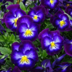 'Halo Violet' Violet (Viola)