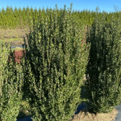Hedge Box™ Japanese Holly (Ilex) -Greatgardenplants HedgeBox JapaneseHolly Ilex 2