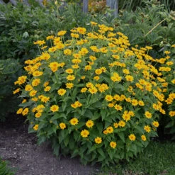 'Tuscan Sun' False Sunflower -Greatgardenplants Heliopsis Tuscan Sun 2 P