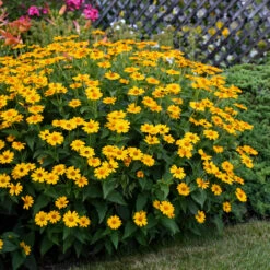 'Tuscan Sun' False Sunflower -Greatgardenplants Heliopsis Tuscan Sun 4 P