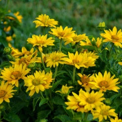 Tuscan Gold™ False Sunflower -Greatgardenplants Heliopsis Tuscan Gold 2 P