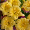 Rainbow Rhythm® 'Going Bananas' Daylily -Greatgardenplants Hemerocallis Going Bananas 3 P