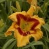 Rainbow Rhythm® 'Tiger Swirl' Daylily