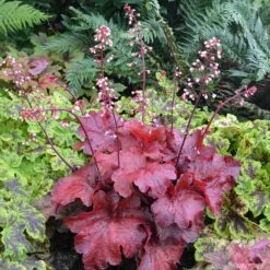 'Fire Alarm' Coral Bells -Greatgardenplants Heuchera Fire Alarm 1 P 350cde67 c50e 4b90 ab98 8190365a9f1f sw