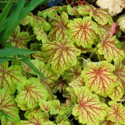 'Red Lightning' Coral Bells -Greatgardenplants Heuchera Red Lightning 3 P