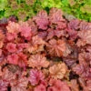 Primo® 'Peachberry Ice' Coral Bells -Greatgardenplants Heuchera Peachberry Ice 1 P