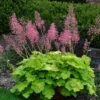 Primo® 'Pretty Pistachio' Coral Bells 1 Primo® 'Pretty Pistachio' Coral Bells -Greatgardenplants Heuchera Pretty Pistachio 1 P