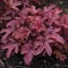 Fun And Games® 'Red Rover' Foamy Bells -Greatgardenplants Heucherella Red Rover 3 P sw