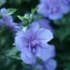 Blue Chiffon® Rose Of Sharon -Greatgardenplants Hibiscus Blue Chiffon 1 P fc30eb0e cbc8 4236 b496 2223ee7cebe9 sw